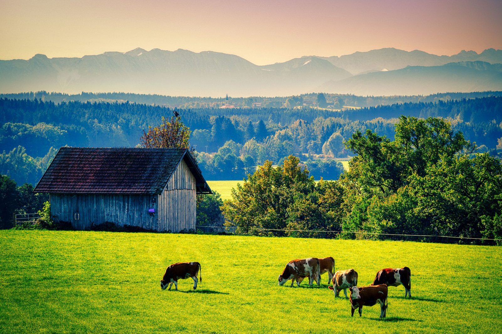 cattle grazing on green grass in front of barn