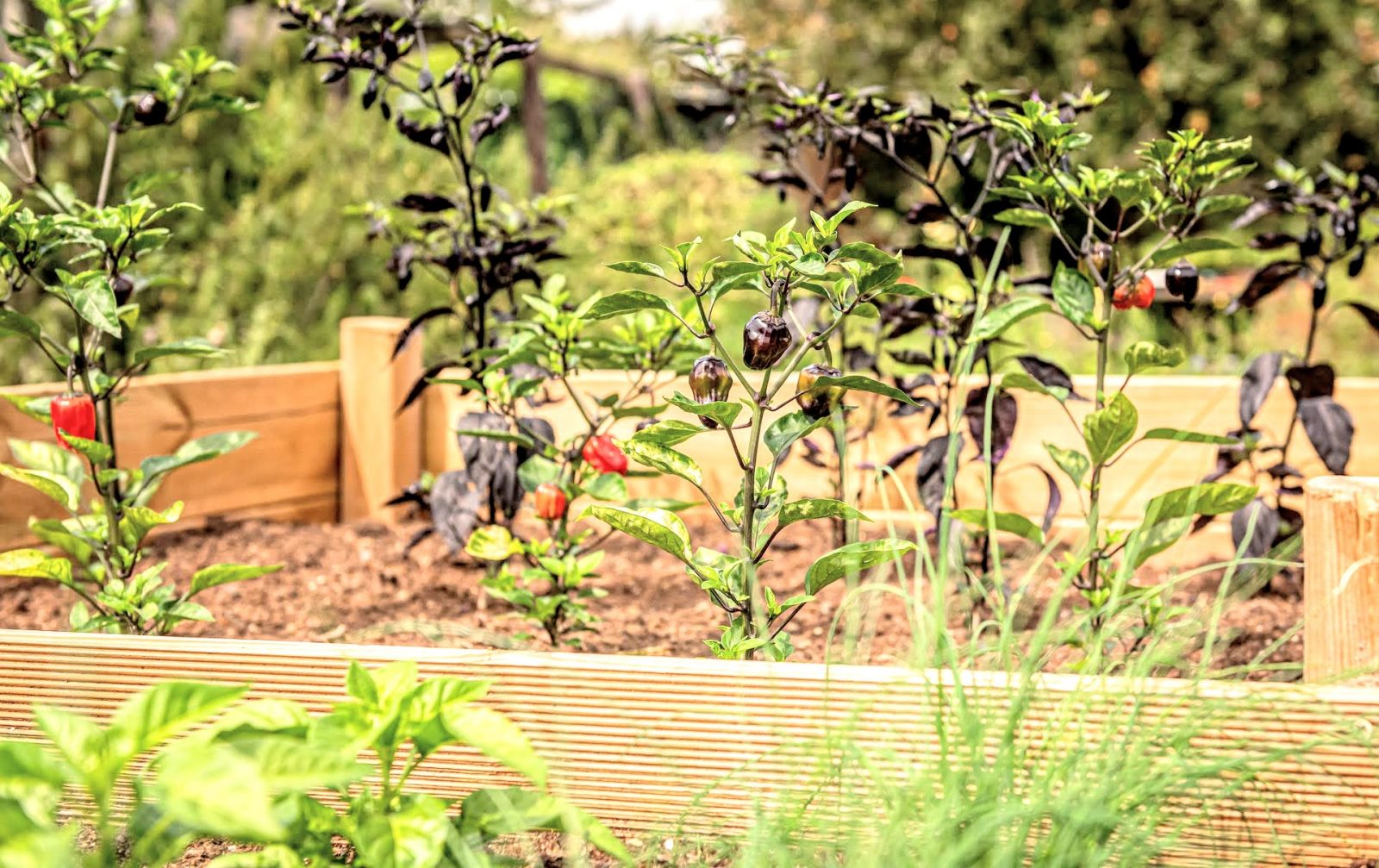 raised garden bed with pepper plants