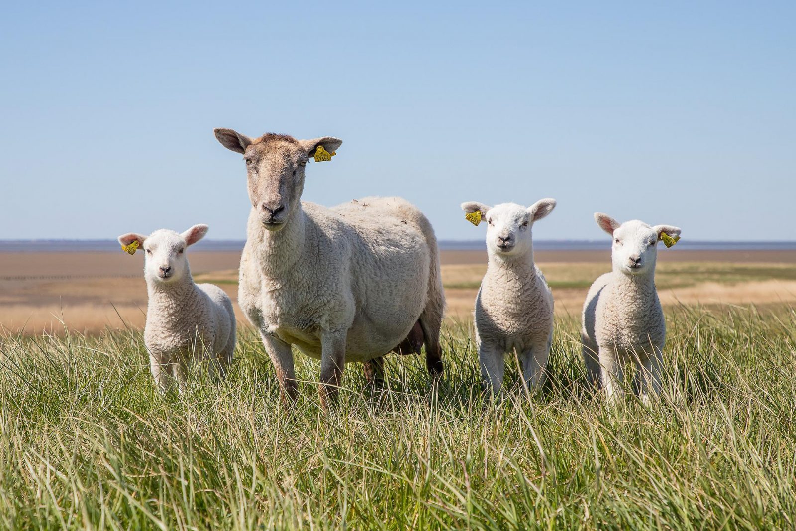 ewe with three lambs in grass field