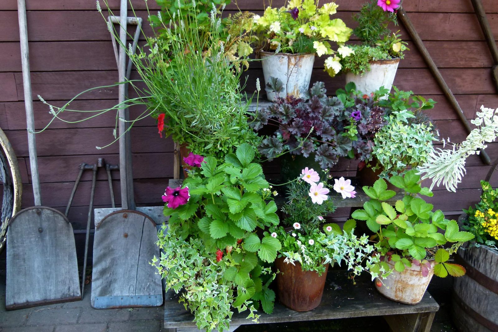 plants in pots stacked on shelf with tools next to them