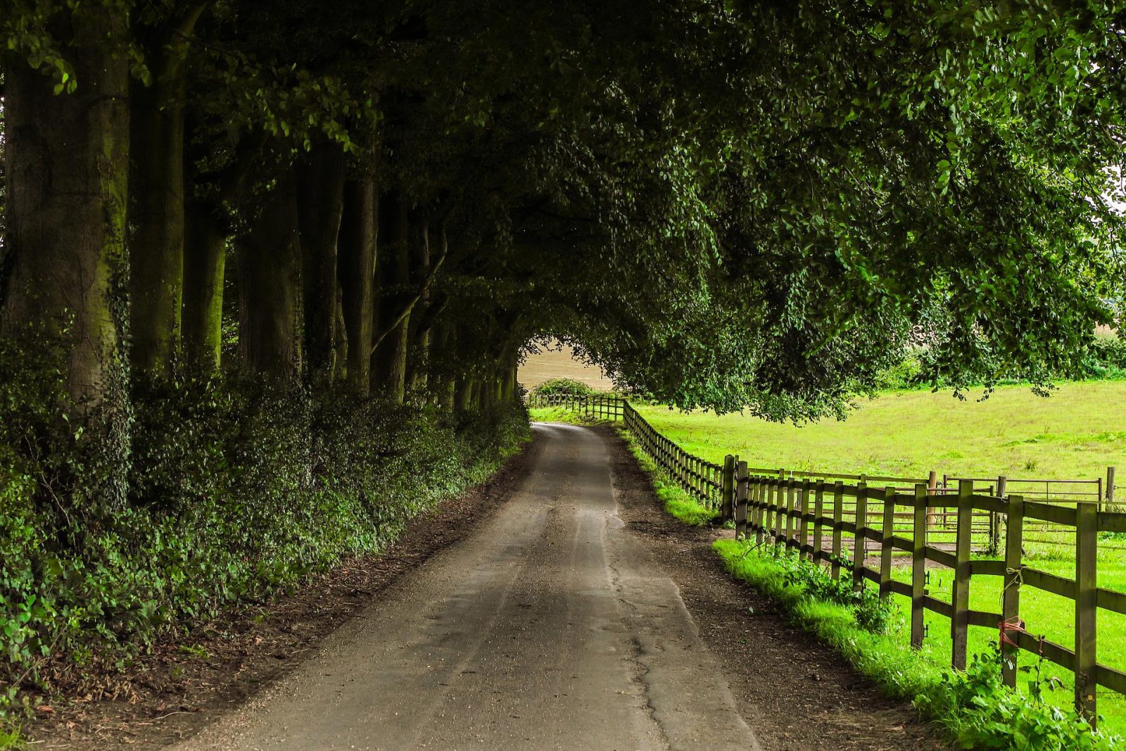 country lane covered by trees with fence on one side of road