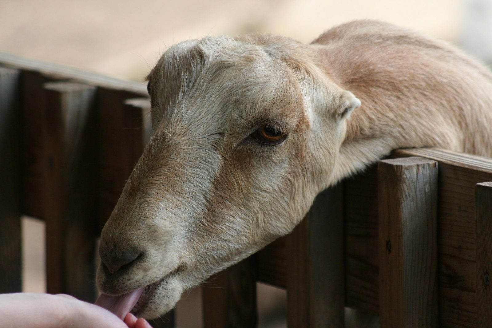 cream colored lamancha goat with short ears