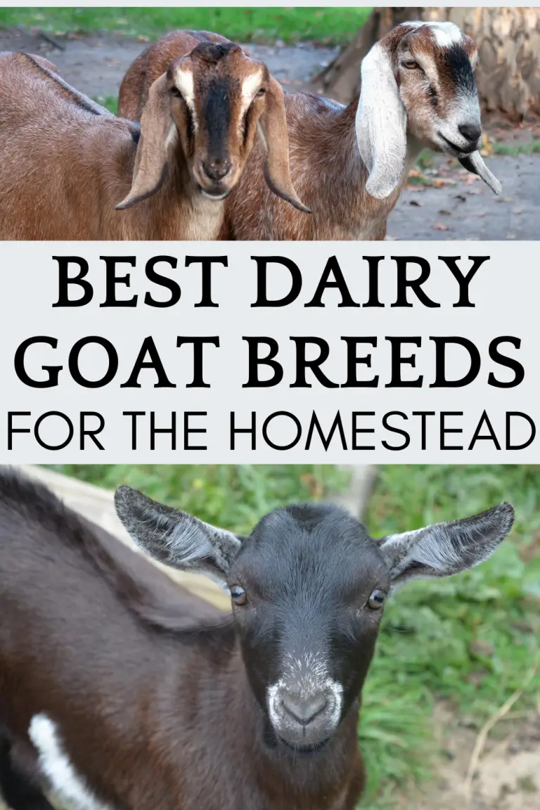 Discover the Best Dairy Goat Breed for Your Homestead