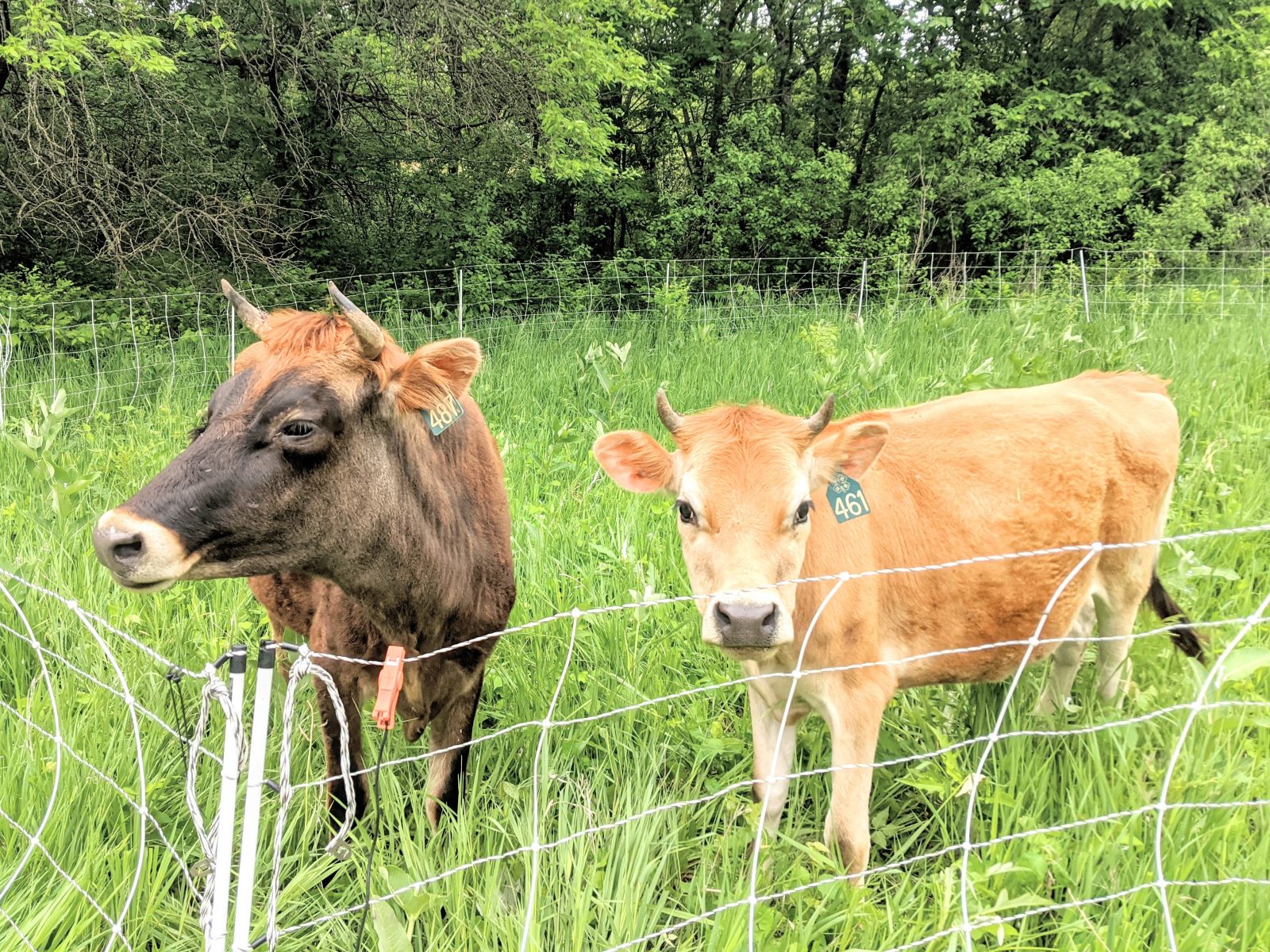 two jersey heifers standing in green pasture