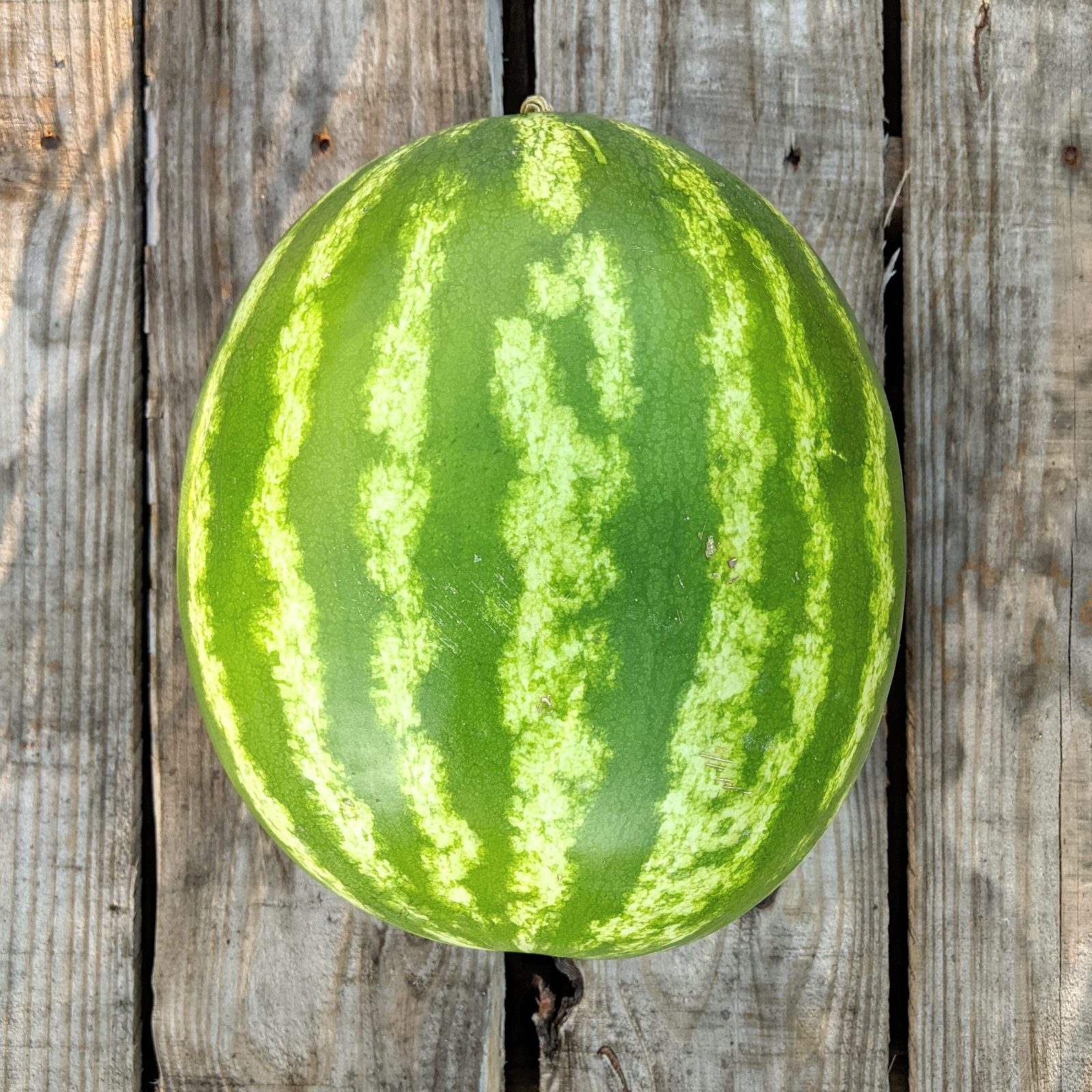 round dark and green striped watermelon