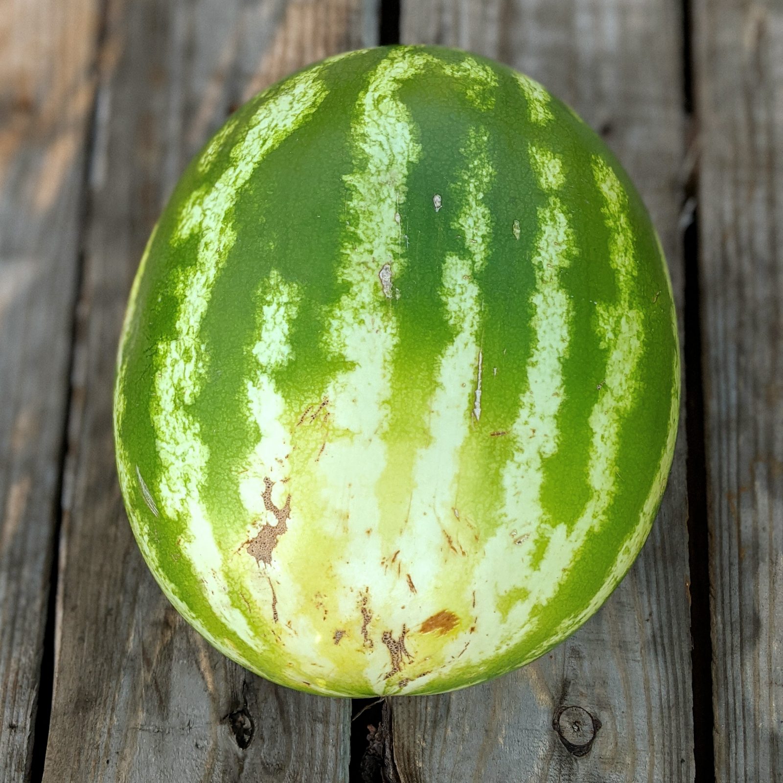 ripe watermelon with yellow field spot