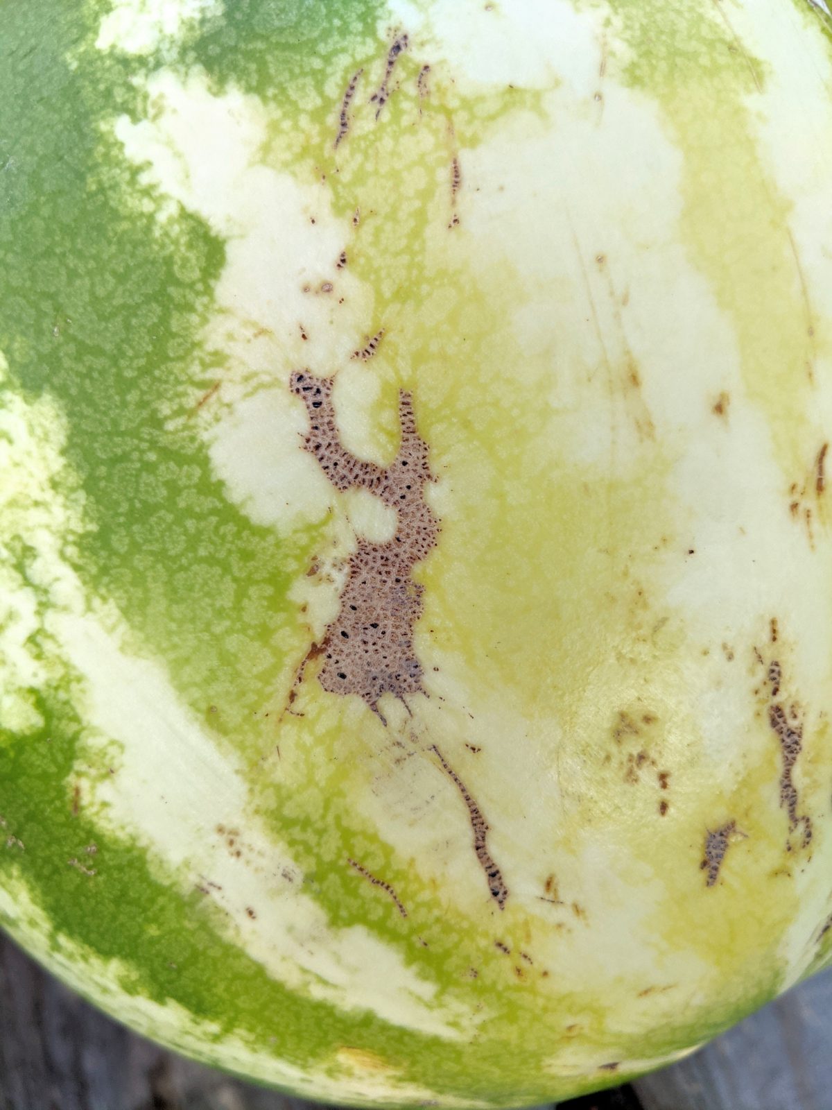 close up of webbing on watermelon rind