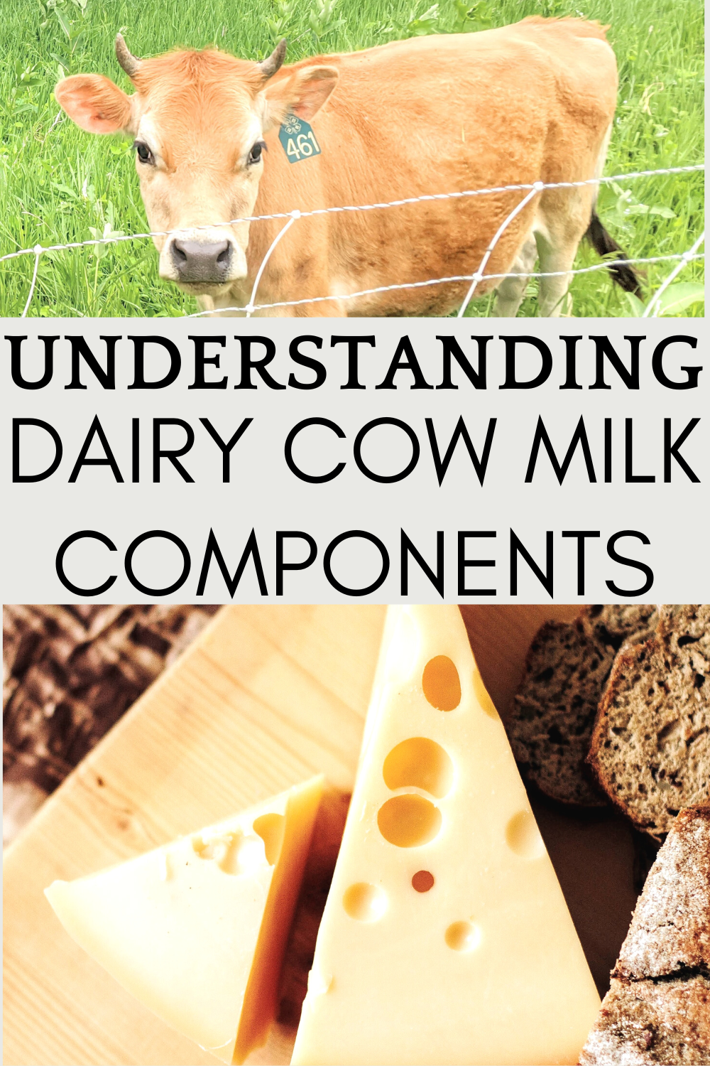 understanding dairy cow milk components pinterest pin