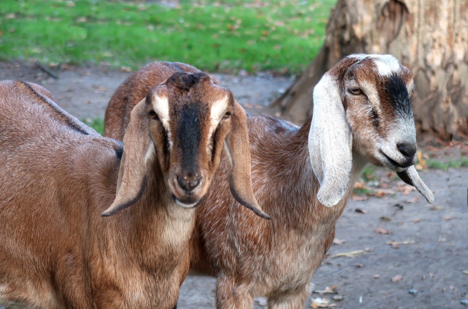 two nubian goats with long ears and roman noses