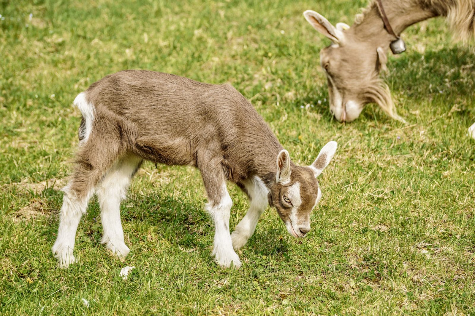 light brown toggenburg kid with male goat in background