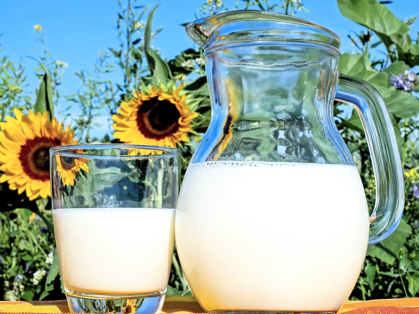 glass of milk and milk pitcher in front of sunflowers