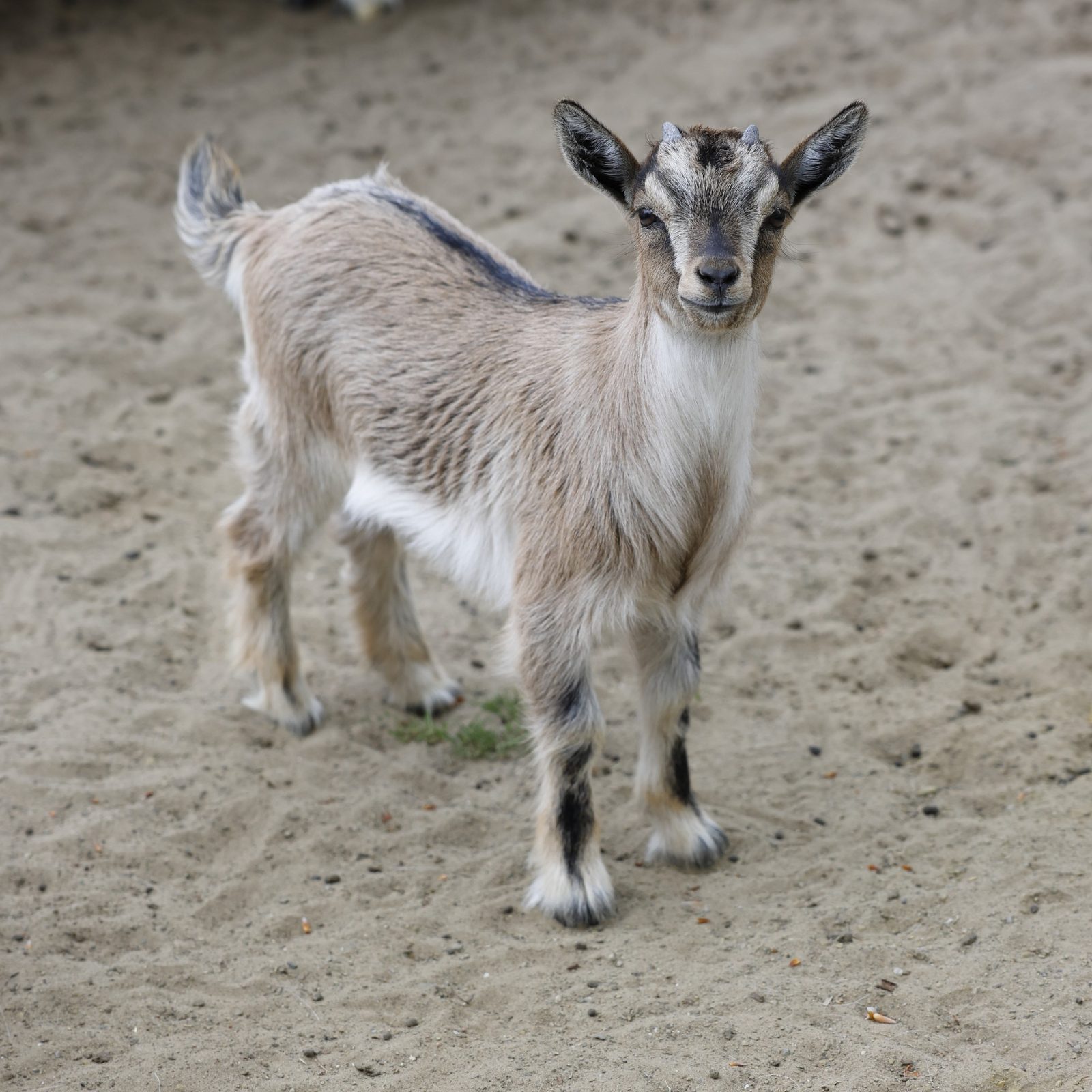 tan colored nigerian dwarf goat with black strip on top of back