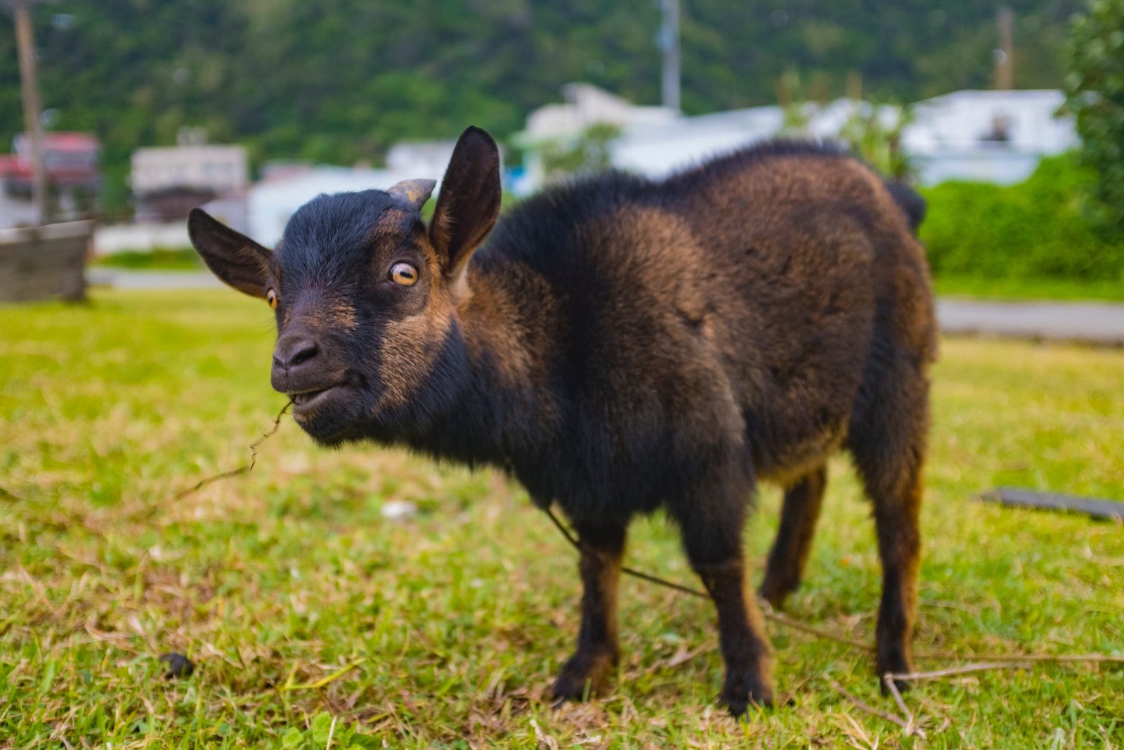 bay colored oberhasli goat kid