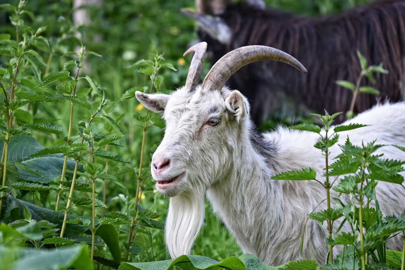 whites saanen goat with horns and beard
