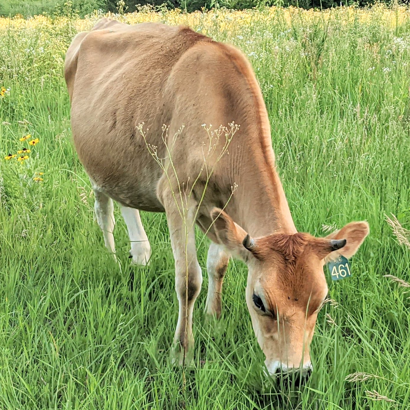 jersey heifer grazing in green grass