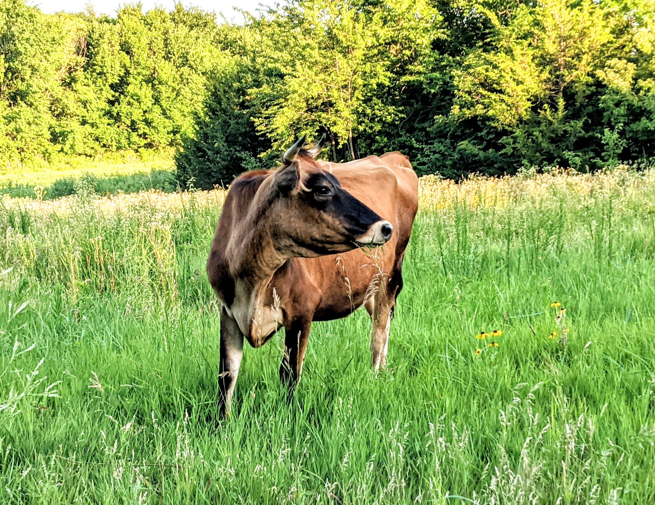 jersey heifer standing in green pasture