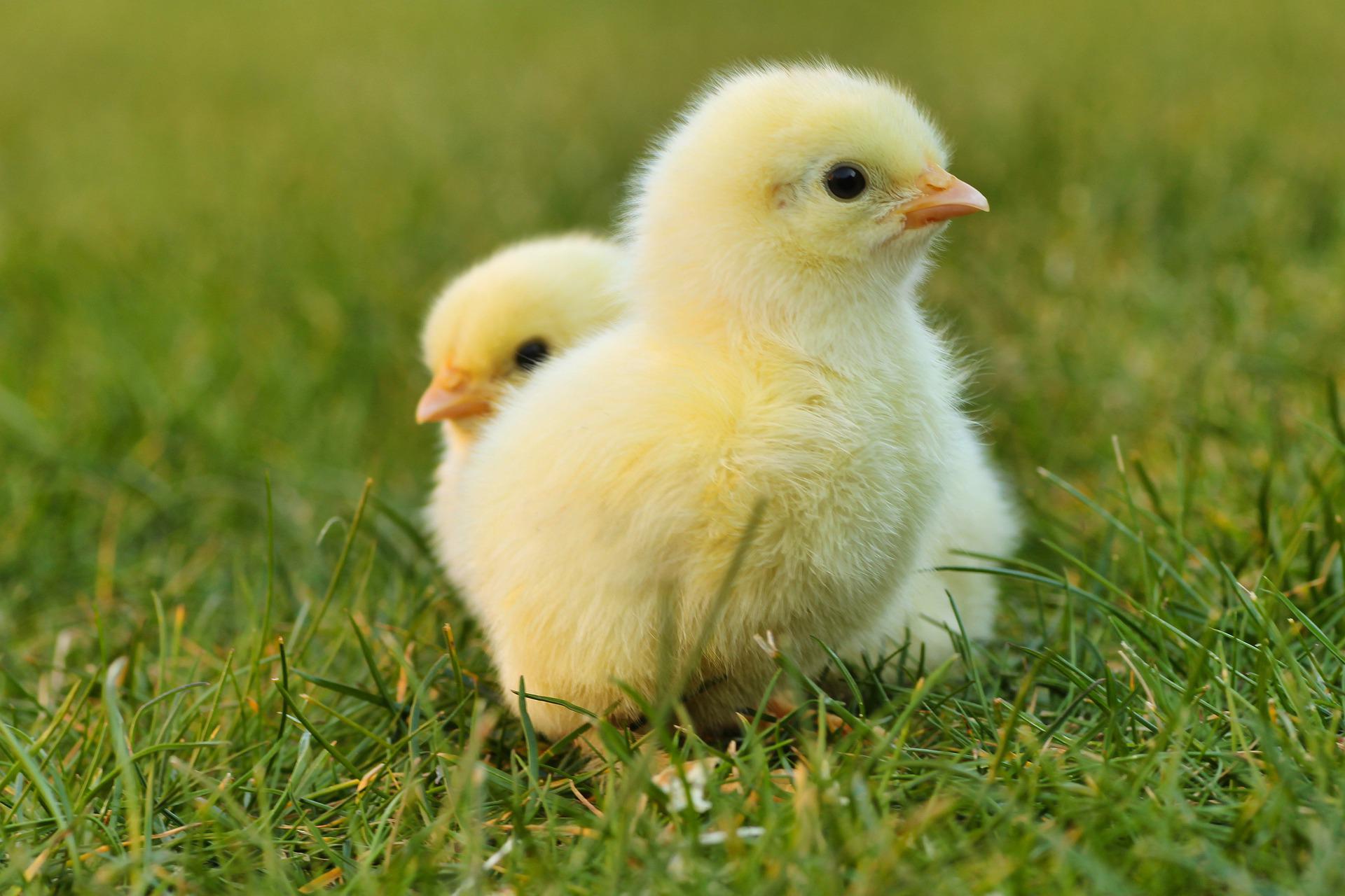 two yellow chicks in grass