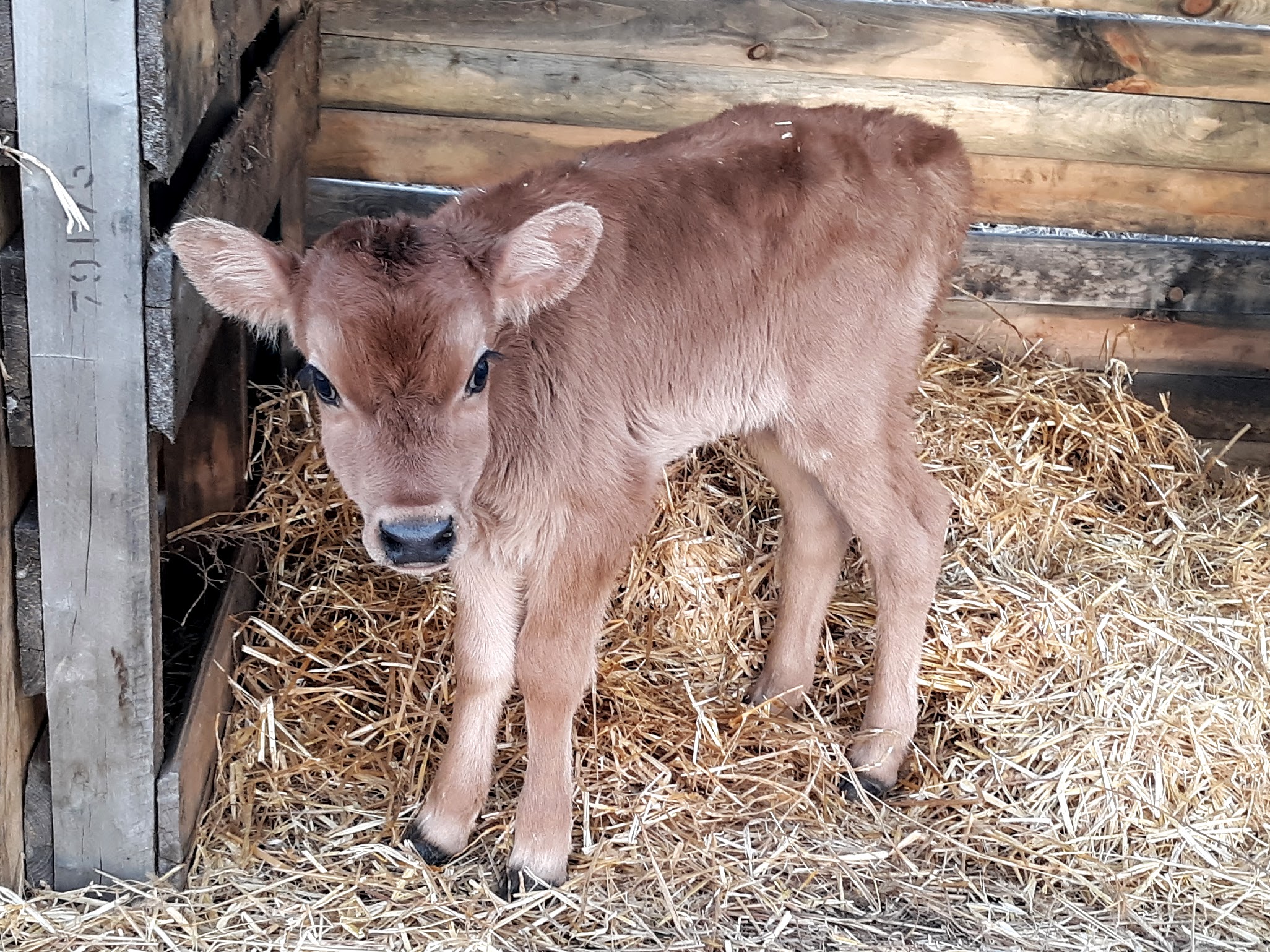 Keeping a Family Milking Cow