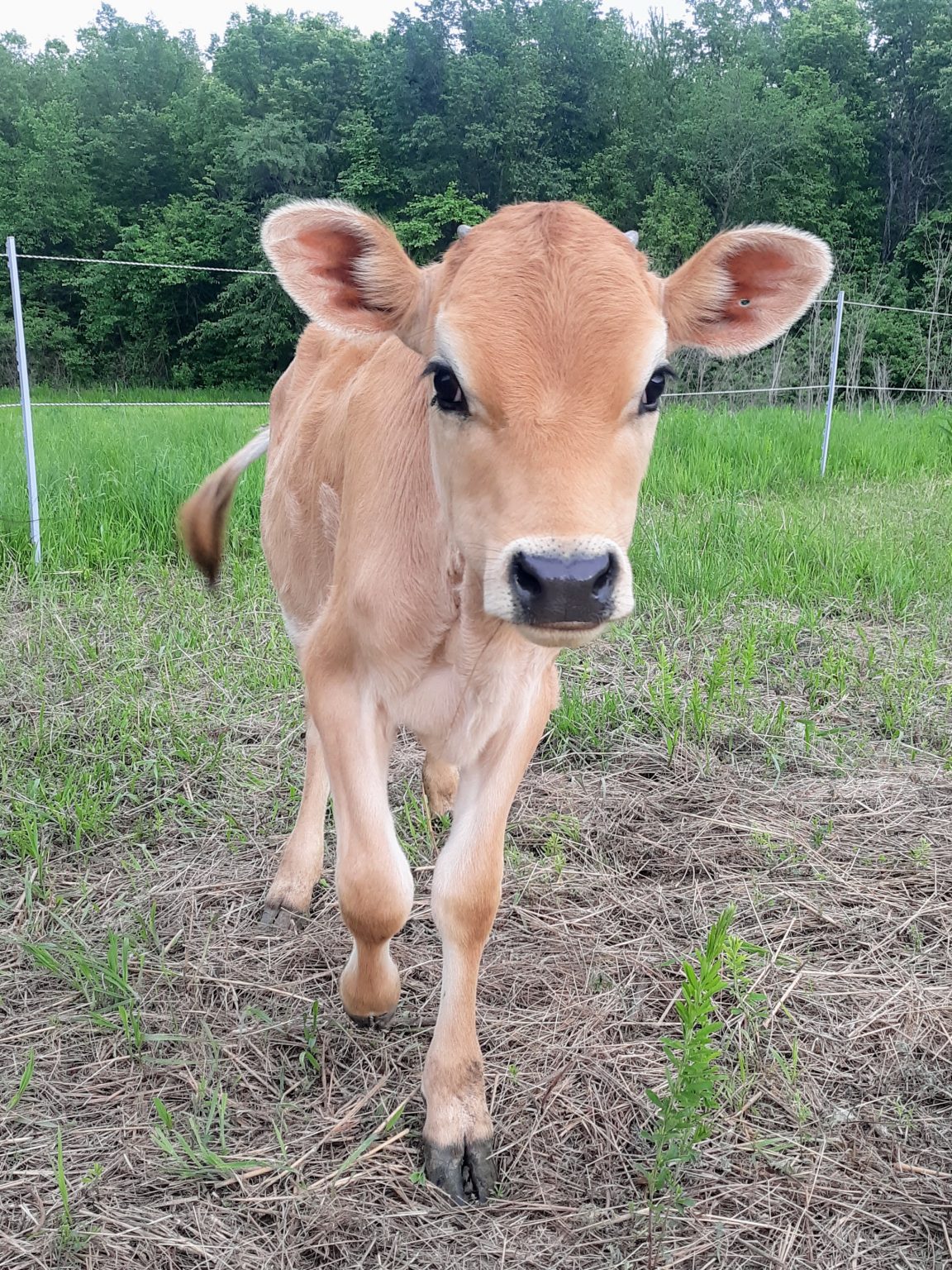 Breed Your Family Milk Cow Dairy Cattle Artificial Insemination