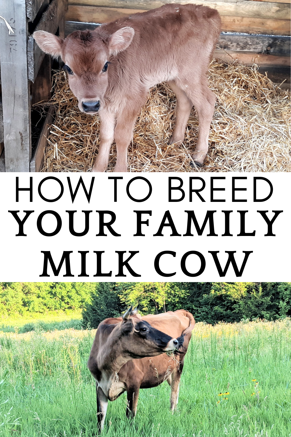 how to breed your family milk cow pinterest pin