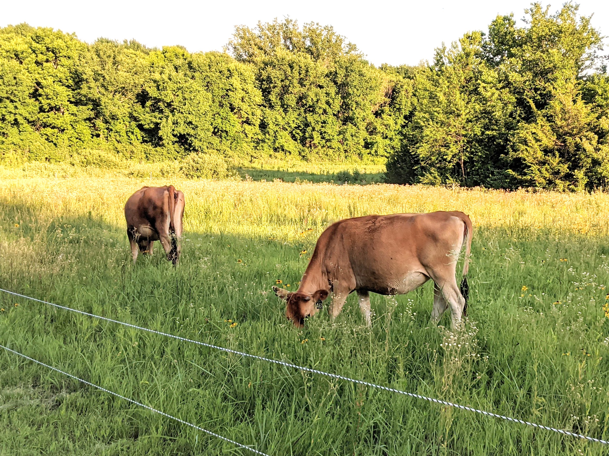 two jersey heifers grazing in grass