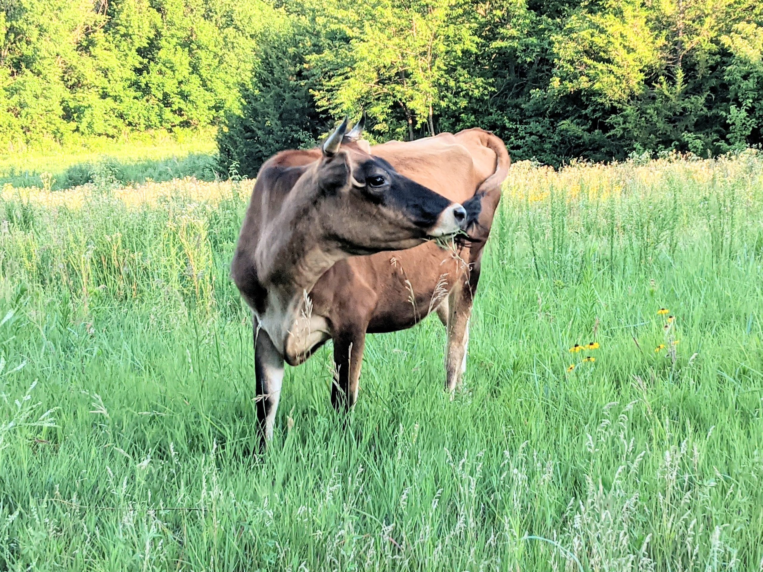 jersey heifer grazing in paddock
